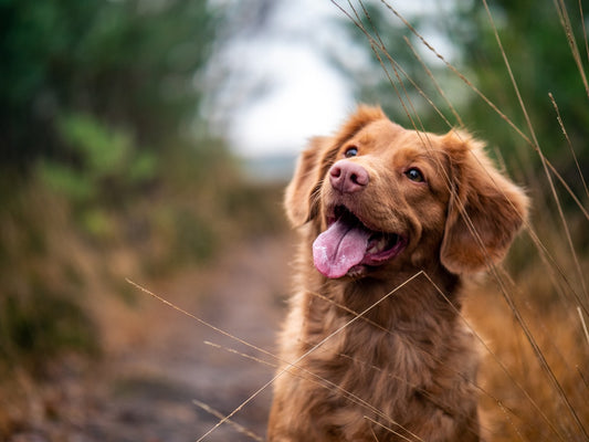 Hond met open mond die blaft - hero image BarkGuard blog