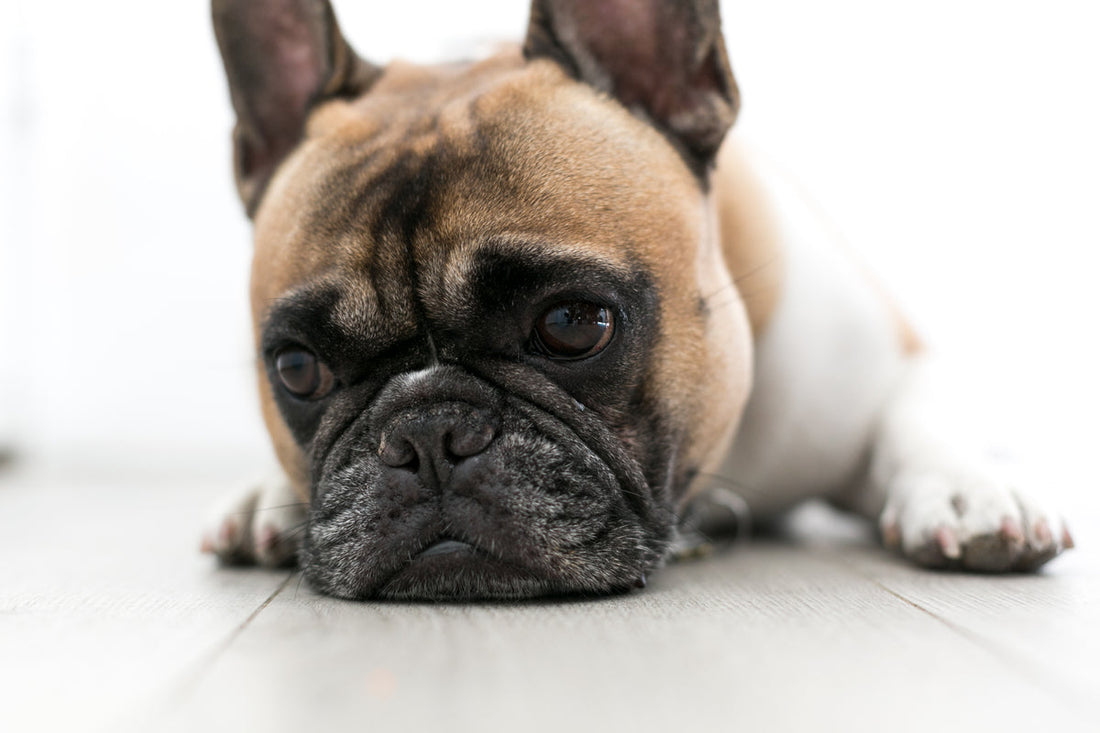 Hond ligt verdrietig op de grond met verlatingsangst
