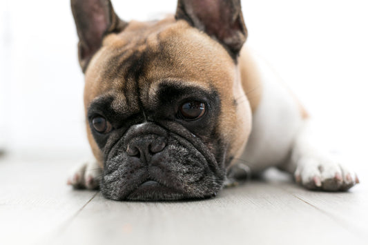 Hond ligt verdrietig op de grond met verlatingsangst