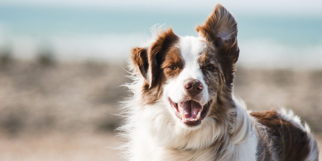 Langharige hond die veel haar verliest - tips om verharen te verminderen