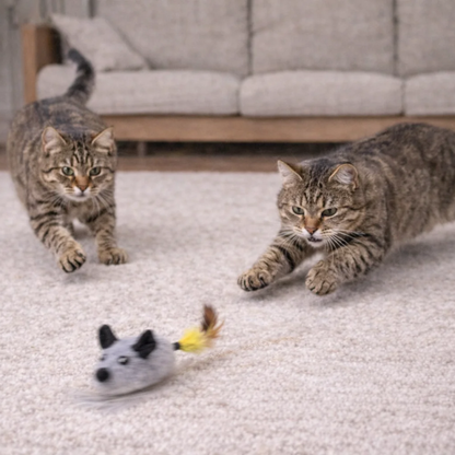 Kat jaagt op ChaseMouse