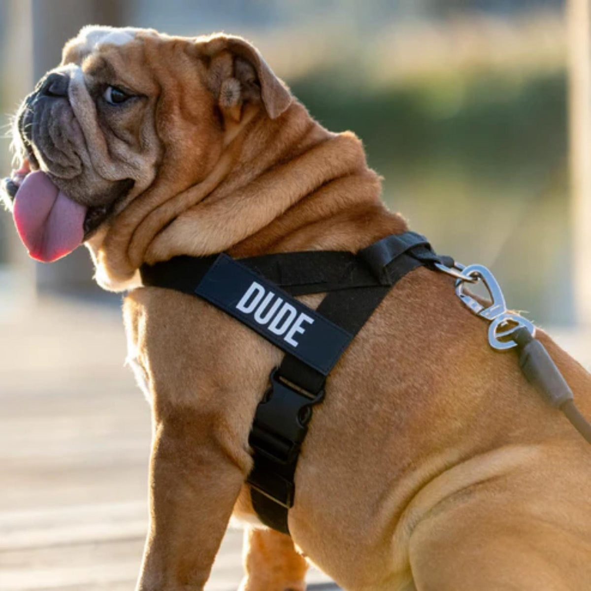 WalkGuard - Hondentuig met Naam voor Trotse Baasjes