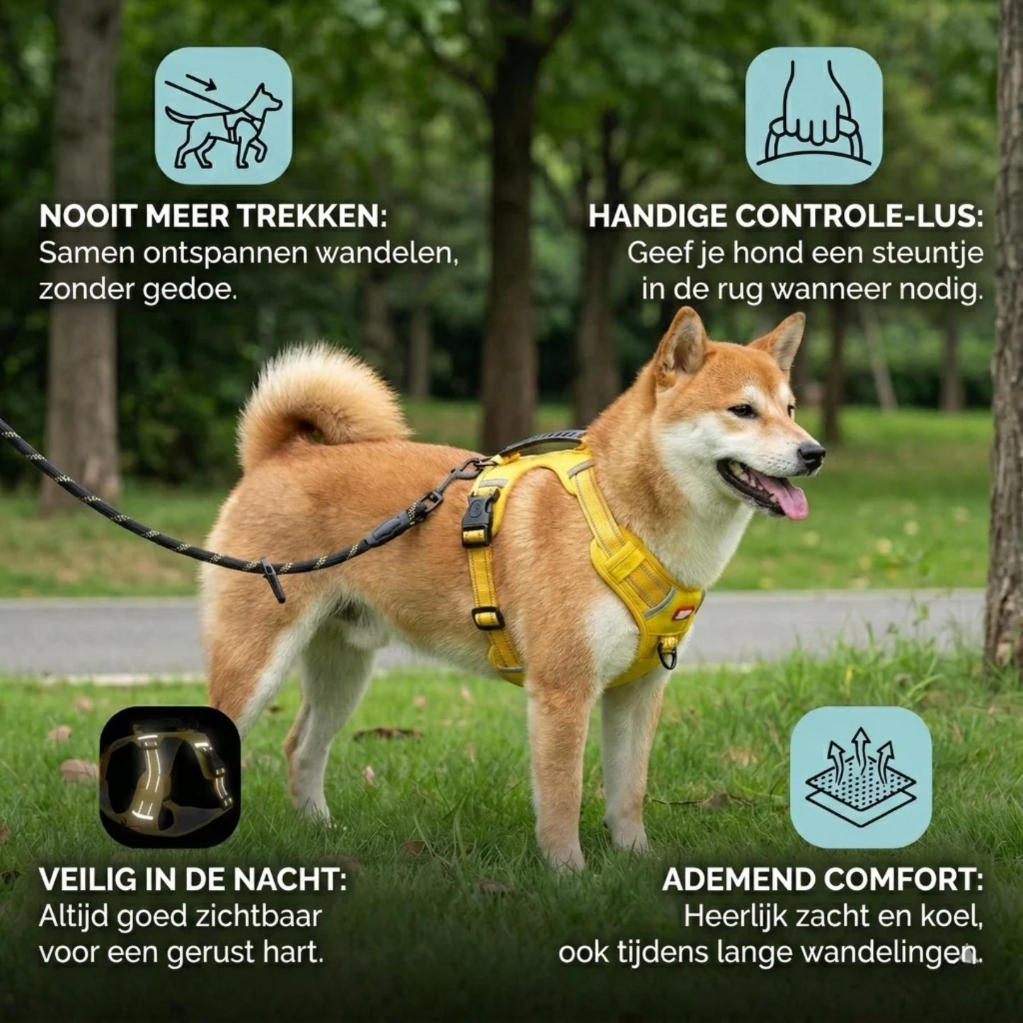 Hond met SafeWalk tuig buiten