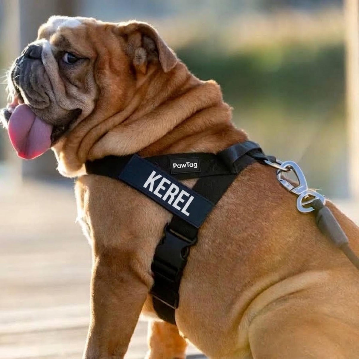 Engelse bulldog met het hondentuig en een persoonlijk naamlabel