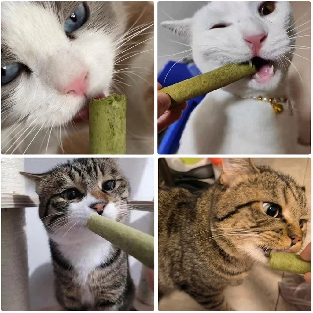 Blije katten genieten van PurrChew kattengras kauwsticks