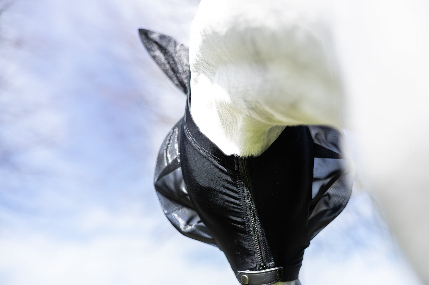 FlyShield – Vliegenmasker dat je Paard Eindelijk Rust Geeft
