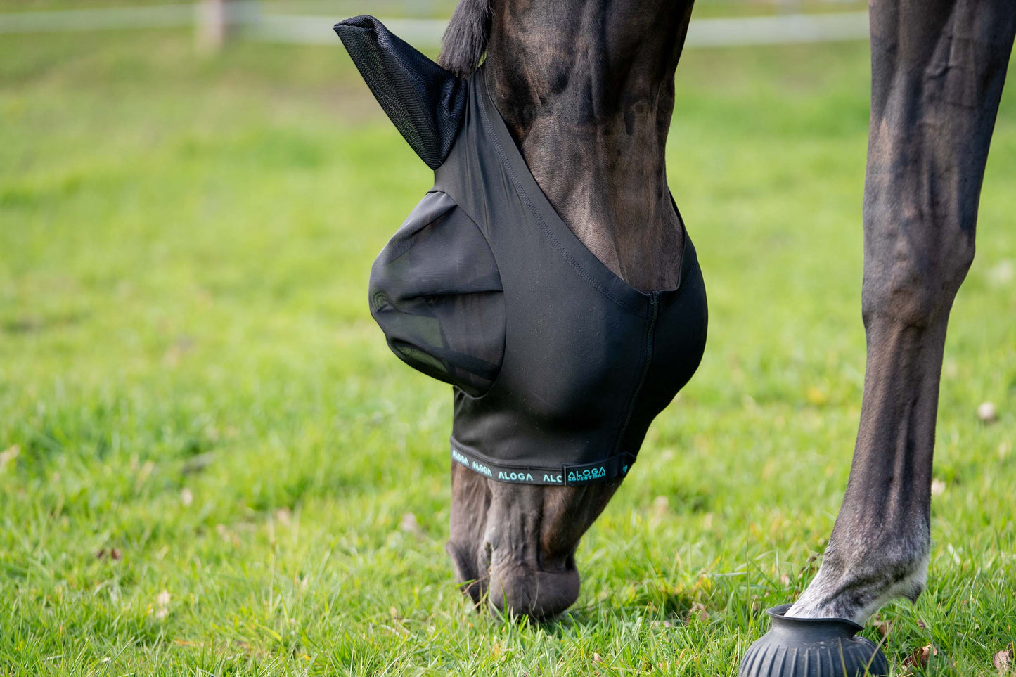 FlyShield – Vliegenmasker dat je Paard Eindelijk Rust Geeft