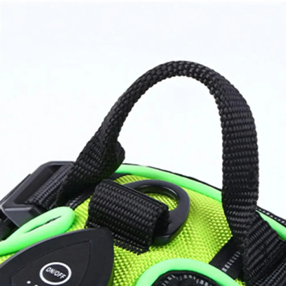 Hond met GlowGuard LED tuig