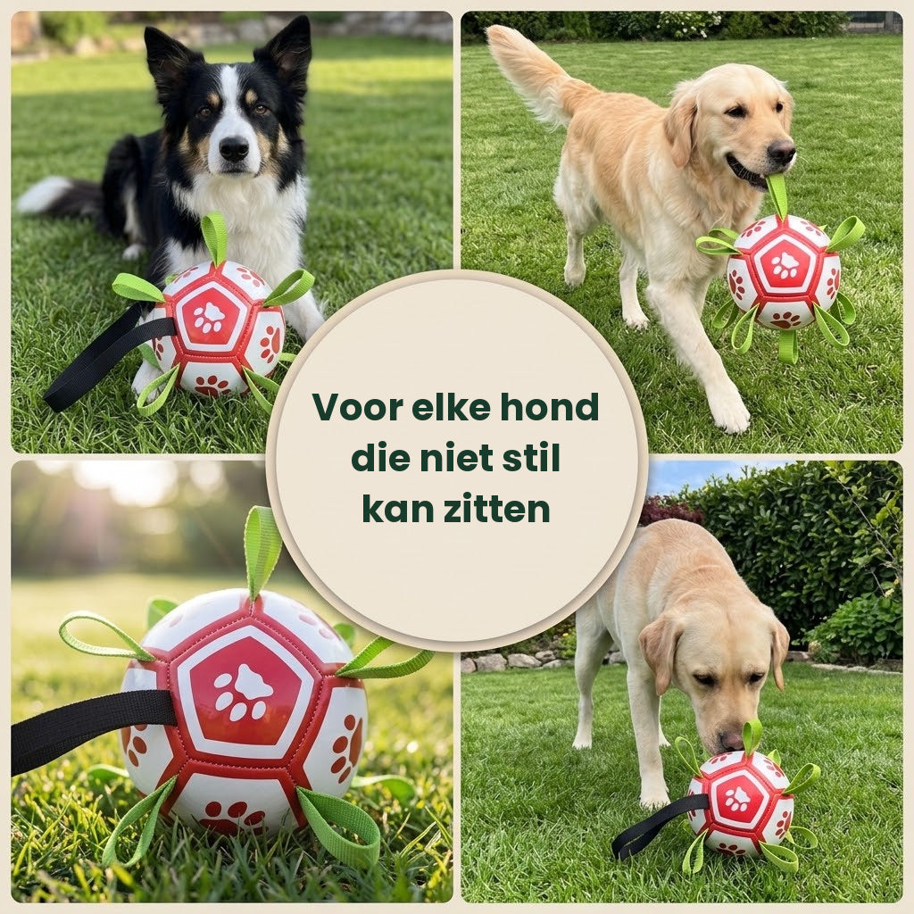 Border collie, golden retriever en labrador spelen met de hondenvoetbal in de tuin