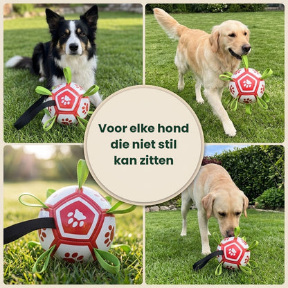 Border collie, golden retriever en labrador spelen met de hondenvoetbal in de tuin