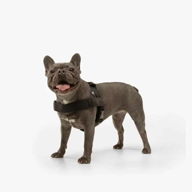 Franse bulldog met het anti trek hondentuig om, zijaanzicht