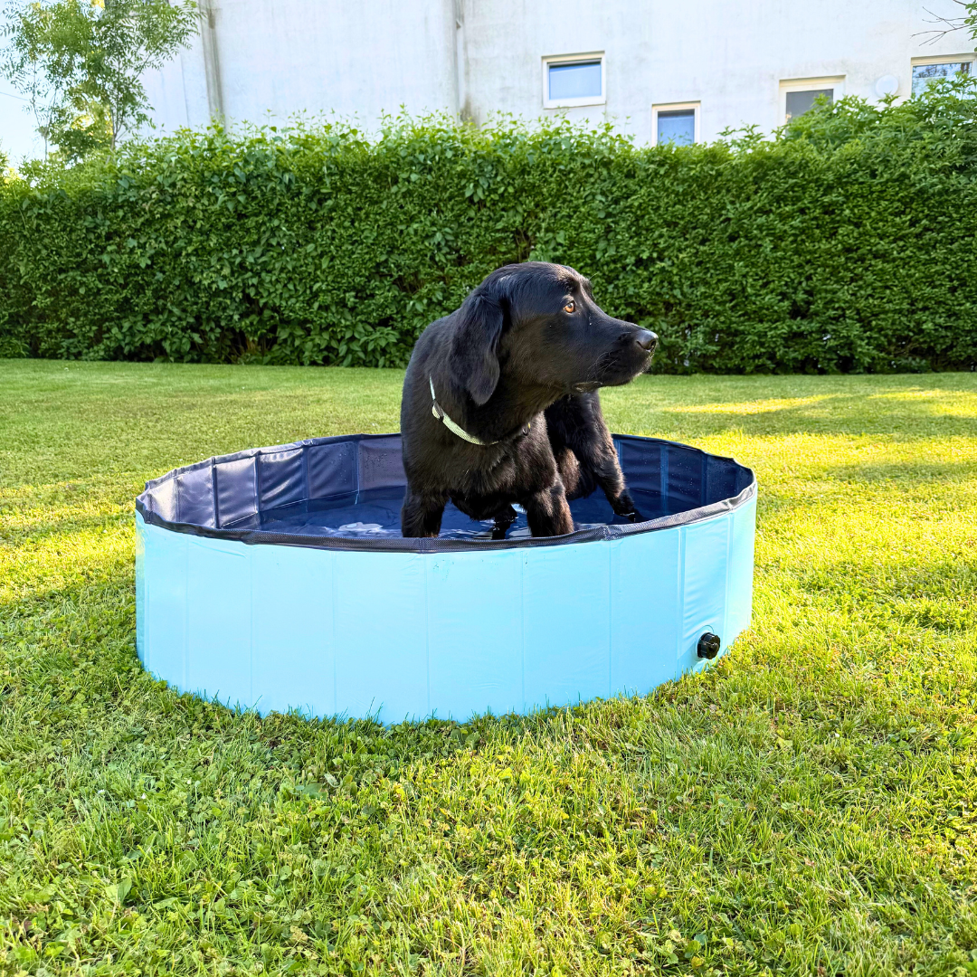 SplashPaws - Opvouwbaar hondenzwembad voor koele zomerdagen