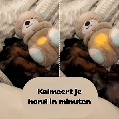 CalmOtter - jouw beste oplossing tegen stress