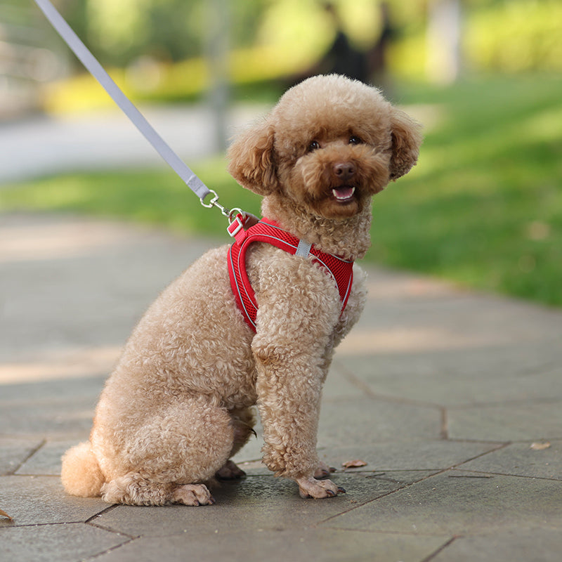 TrailPup - Anti-trek Puppytuigje dat de Nek Ontlast