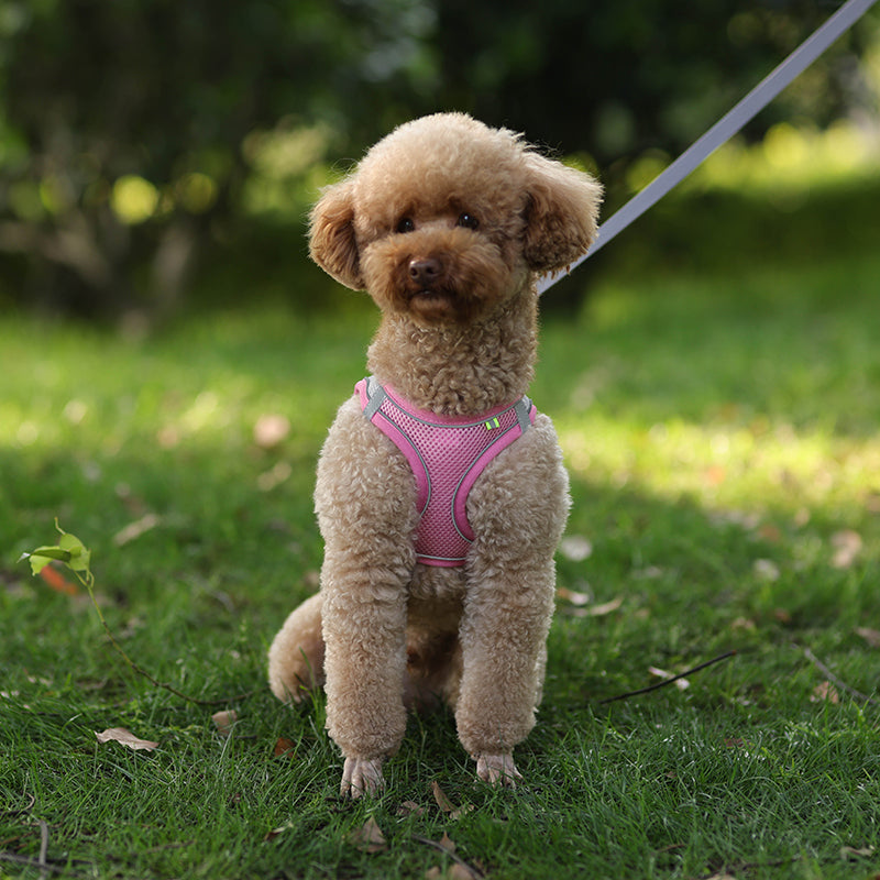 TrailPup - Anti-trek Puppytuigje dat de Nek Ontlast