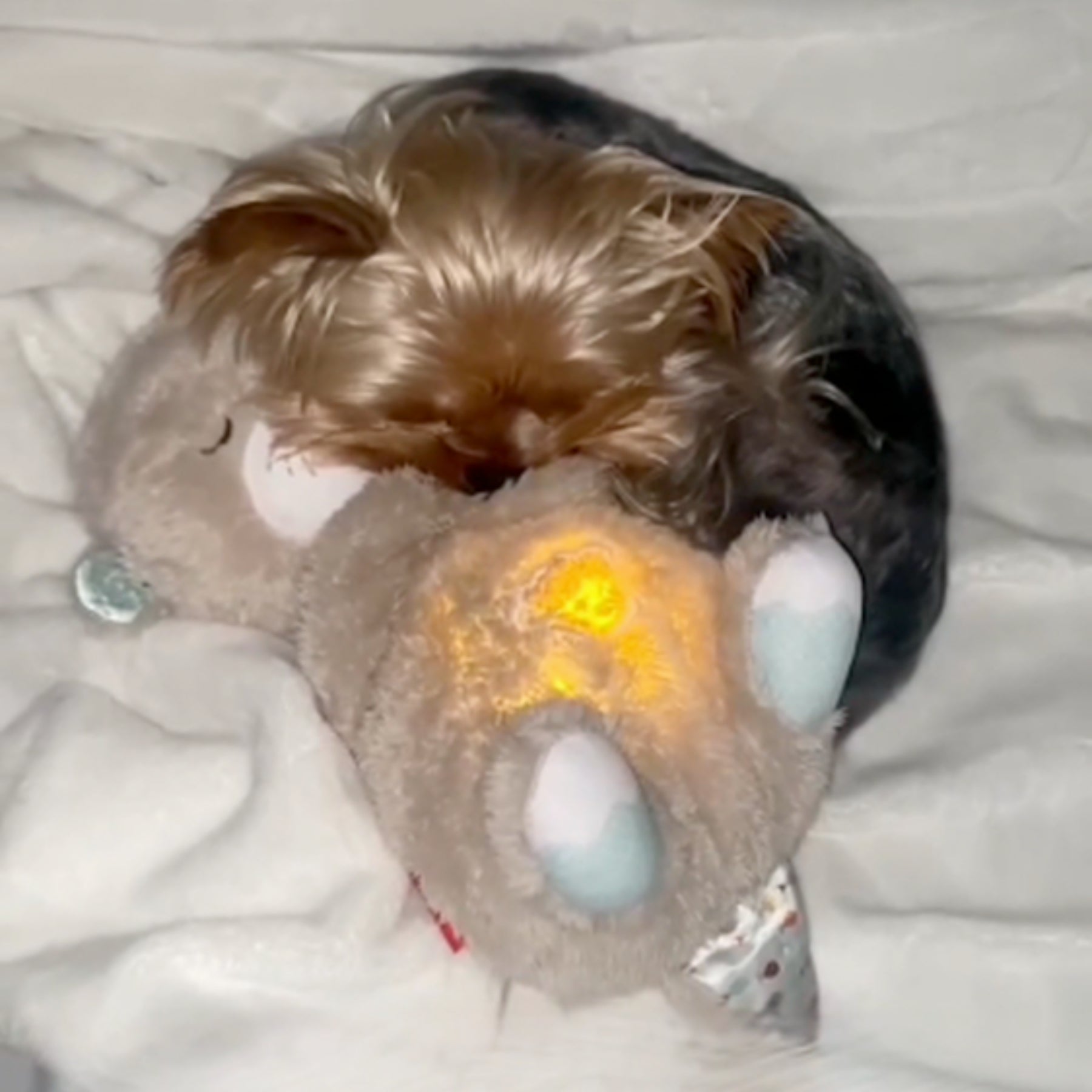 files/SnuggleOtter_b0be834f-1f6e-4833-b48b-a5b1de7eed5b.jpg