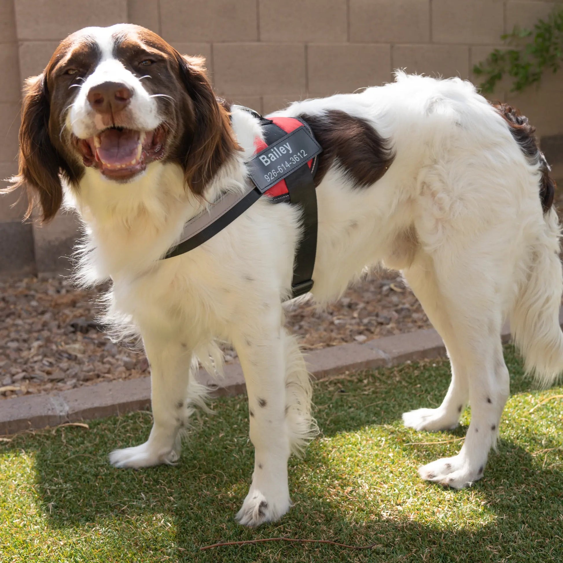 Hond met SafeTag tuigje