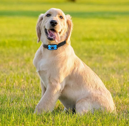 HushPaw - Anti-blafband hond stopt blaffen zonder schokken