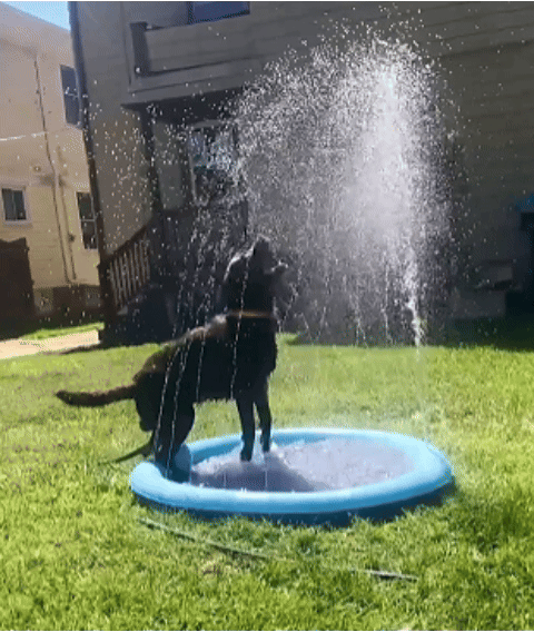 aquasplash-mr-gif.gif