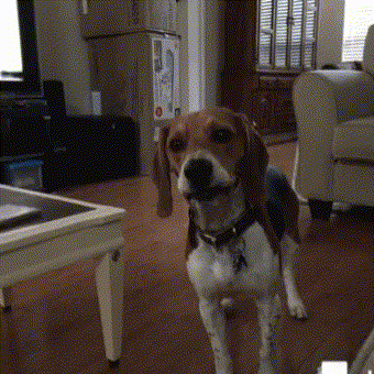 Blaffende beagle - overmatig blaffen stoppen met BarkGuard