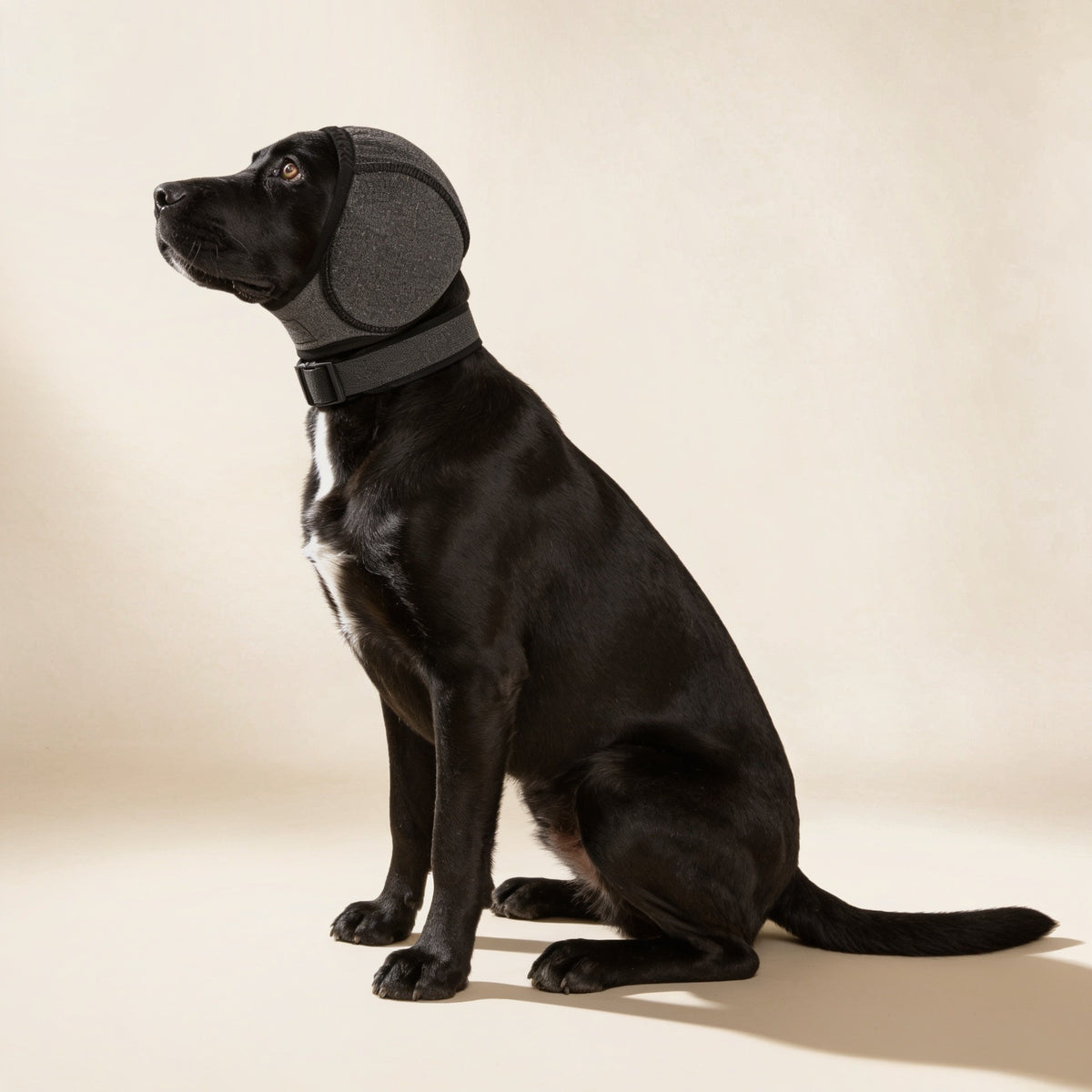 Zwarte labrador van opzij met de grijze oorbescherming over kop en oren
