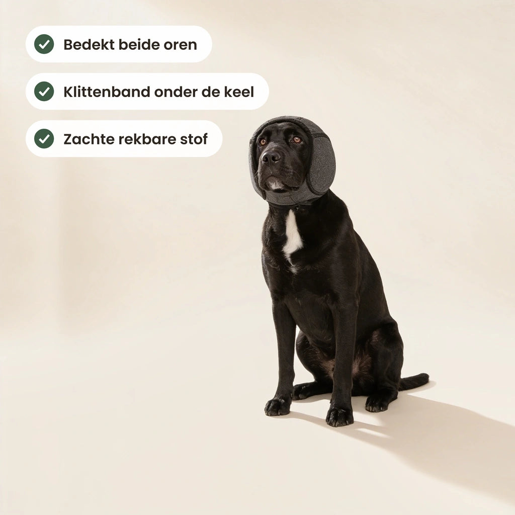 Zwarte labrador met de oorbescherming die beide oren bedekt, gesloten met klittenband onder de keel