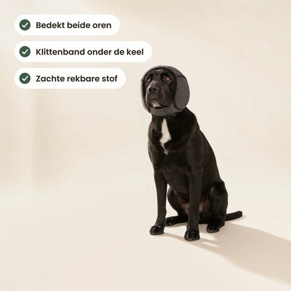 Zwarte labrador met de oorbescherming die beide oren bedekt, gesloten met klittenband onder de keel