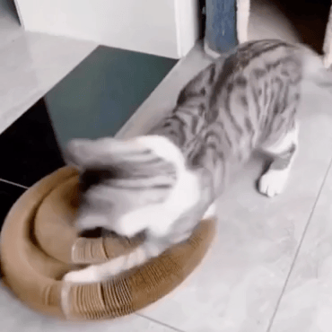 KattenWervel product afbeelding