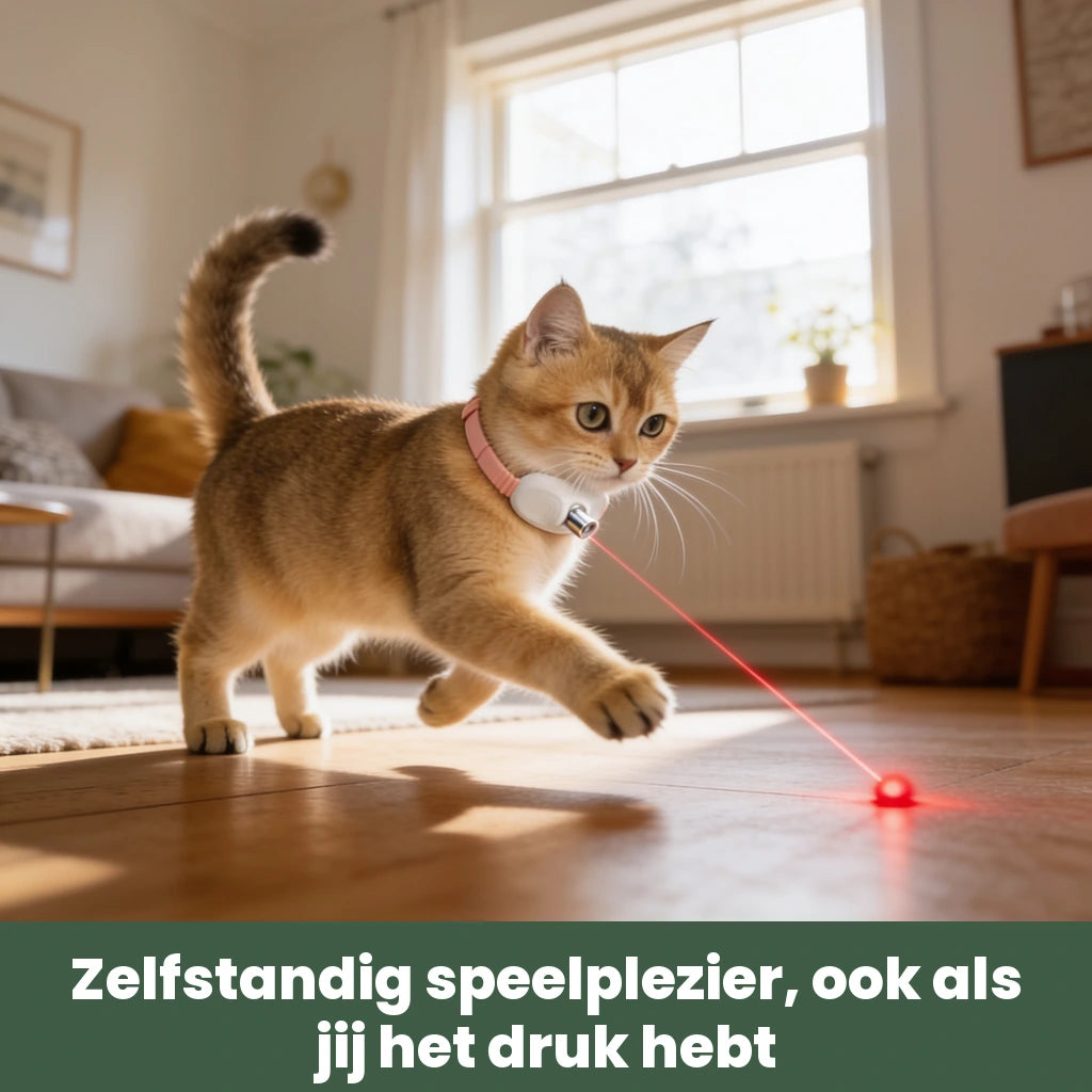 Laser Teaser Collar in gebruik in huis