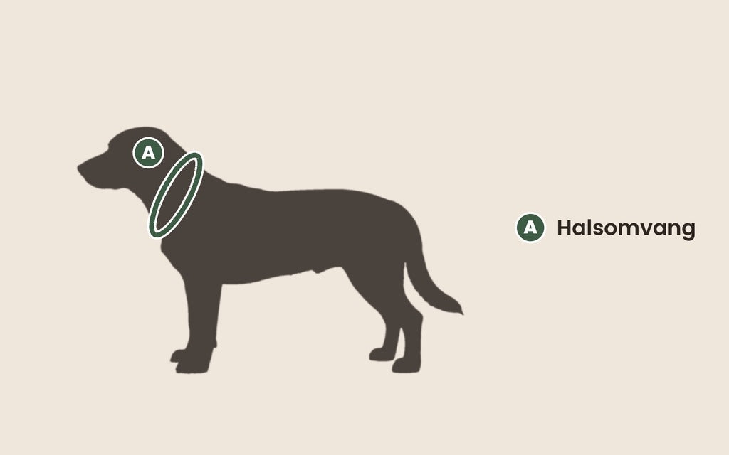 Zo meet je je hond op voor een halsband