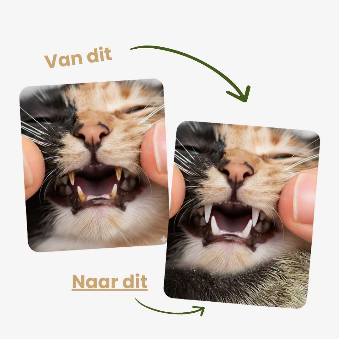 Voor en na: kattengebit met en zonder tandplak