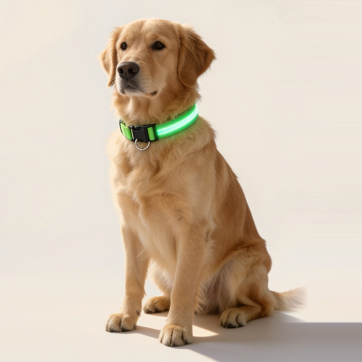 Golden retriever met de groene NightBeam LED hondenhalsband om