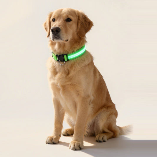 Golden retriever met de groene NightBeam LED hondenhalsband om