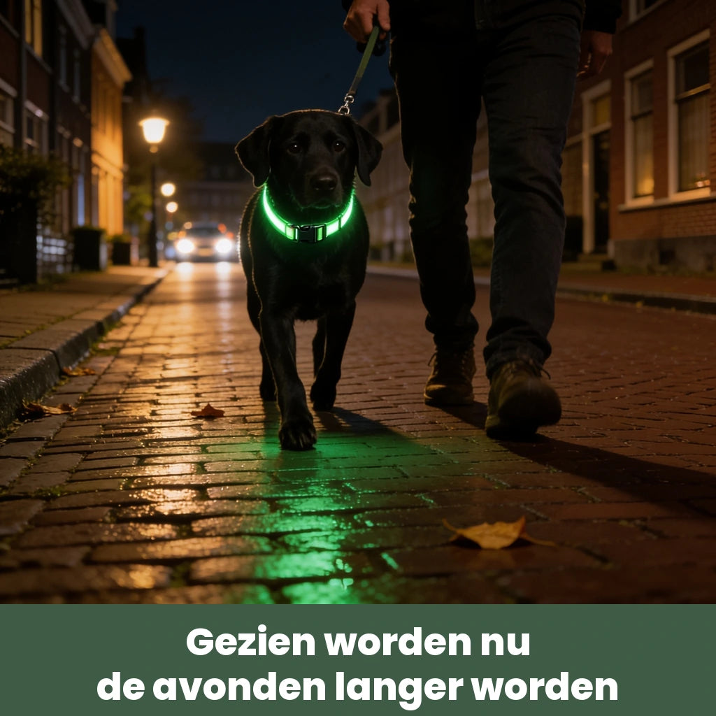 Zwarte labrador met lichtgevende NightBeam halsband op een donkere straat in de herfst