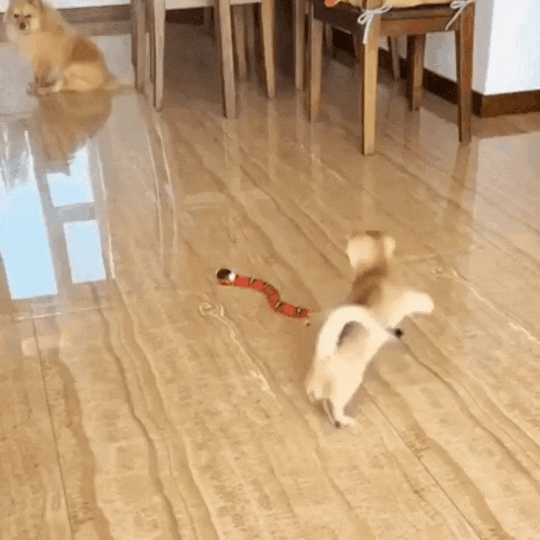 SnakeChase kattenspeelgoed