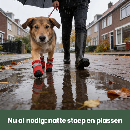 Hond met DryPaws op een natte stoep tijdens een herfstwandeling