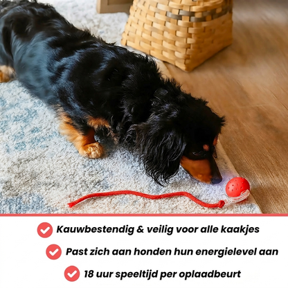 FlashTail – Urenlang speelplezier voor je hond
